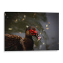 Pato en macro - Alan050 | Cuadro decorativo de Canvas Lab