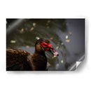 Pato en macro - Alan050 | Cuadro decorativo de Canvas Lab