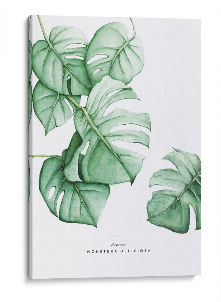 Monstera Deliciosa acuarela | Cuadro decorativo de Canvas Lab