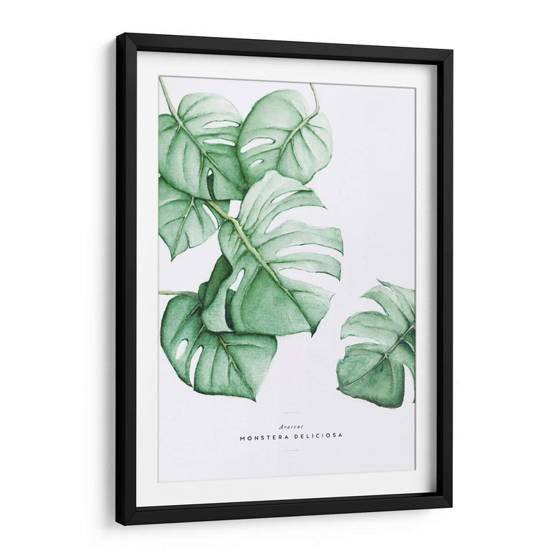 Monstera Deliciosa acuarela | Cuadro decorativo de Canvas Lab