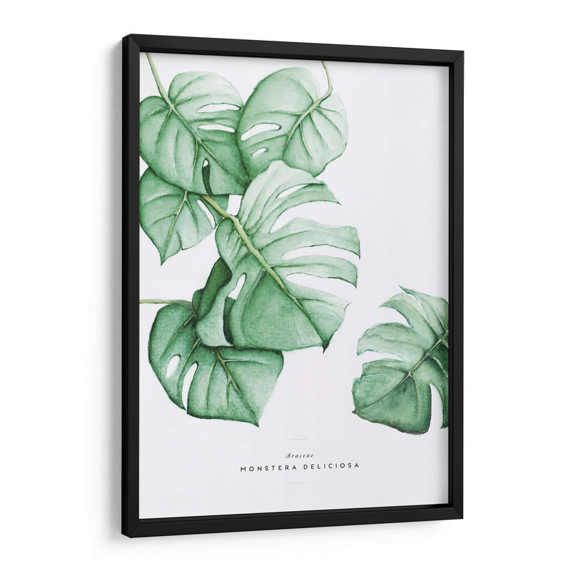 Monstera Deliciosa acuarela | Cuadro decorativo de Canvas Lab