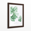 Monstera Deliciosa acuarela | Cuadro decorativo de Canvas Lab