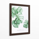 Monstera Deliciosa acuarela | Cuadro decorativo de Canvas Lab