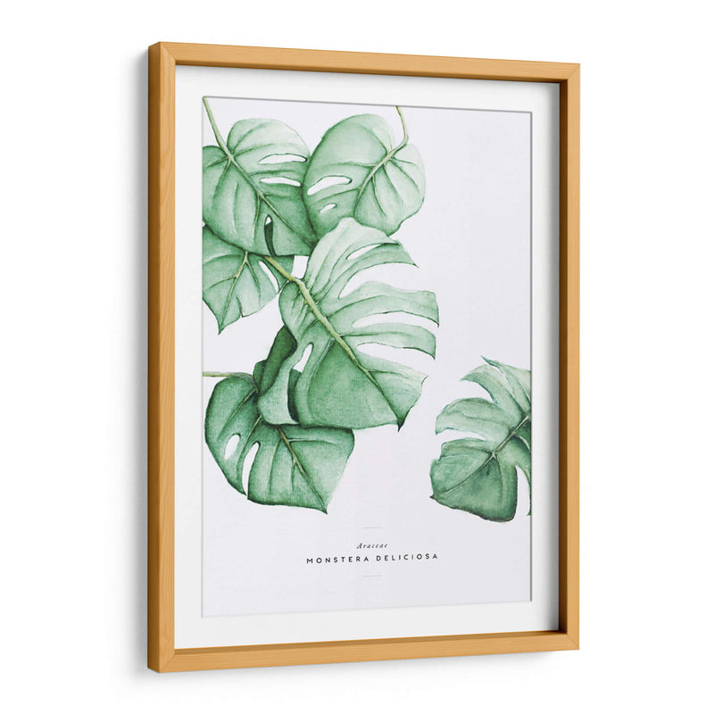 Monstera Deliciosa acuarela | Cuadro decorativo de Canvas Lab