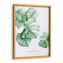 Monstera Deliciosa acuarela | Cuadro decorativo de Canvas Lab