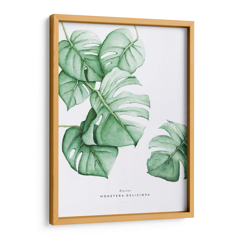 Monstera Deliciosa acuarela | Cuadro decorativo de Canvas Lab