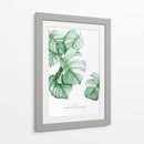 Monstera Deliciosa acuarela | Cuadro decorativo de Canvas Lab