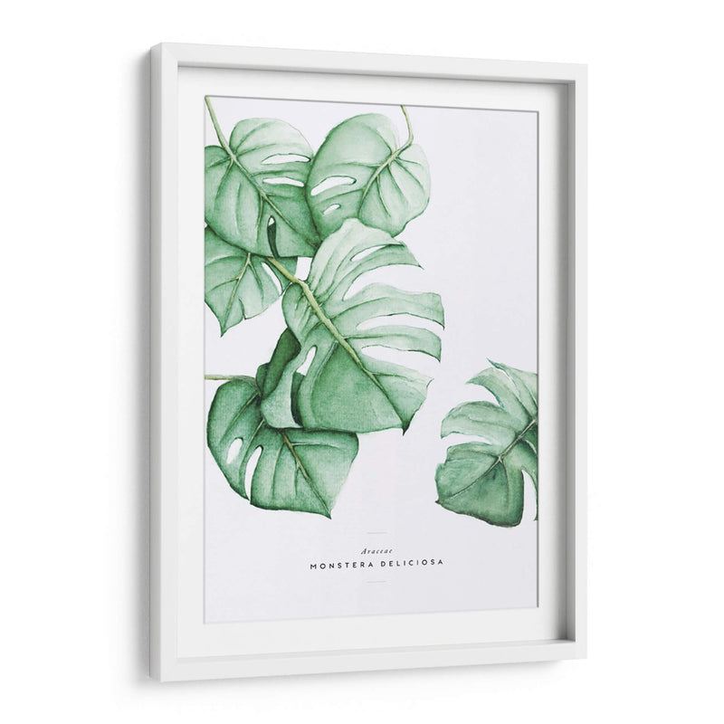 Monstera Deliciosa acuarela | Cuadro decorativo de Canvas Lab