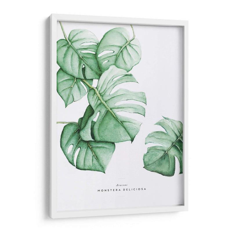 Monstera Deliciosa acuarela | Cuadro decorativo de Canvas Lab