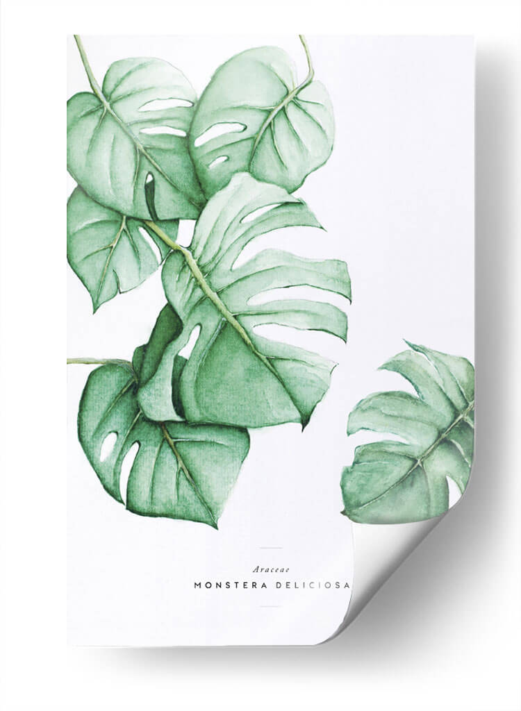 Monstera Deliciosa acuarela | Cuadro decorativo de Canvas Lab