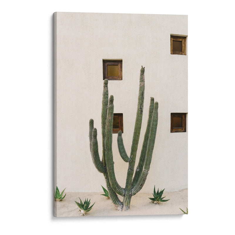 Cabo Cactus IX - Bethany Young | Cuadro decorativo de Canvas Lab