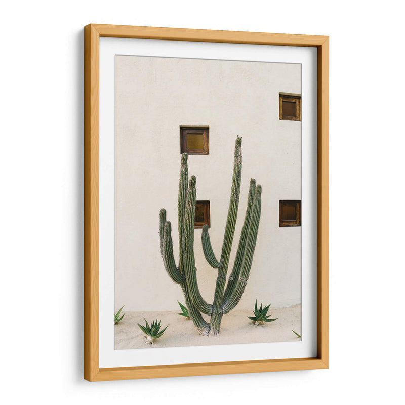 Cabo Cactus IX - Bethany Young | Cuadro decorativo de Canvas Lab