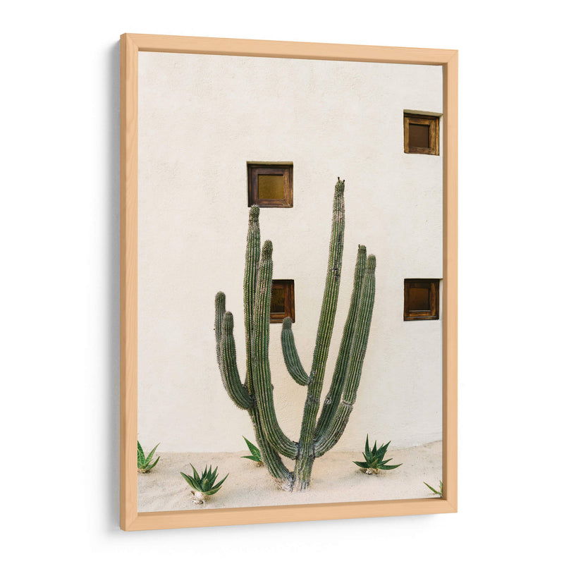 Cabo Cactus IX - Bethany Young | Cuadro decorativo de Canvas Lab