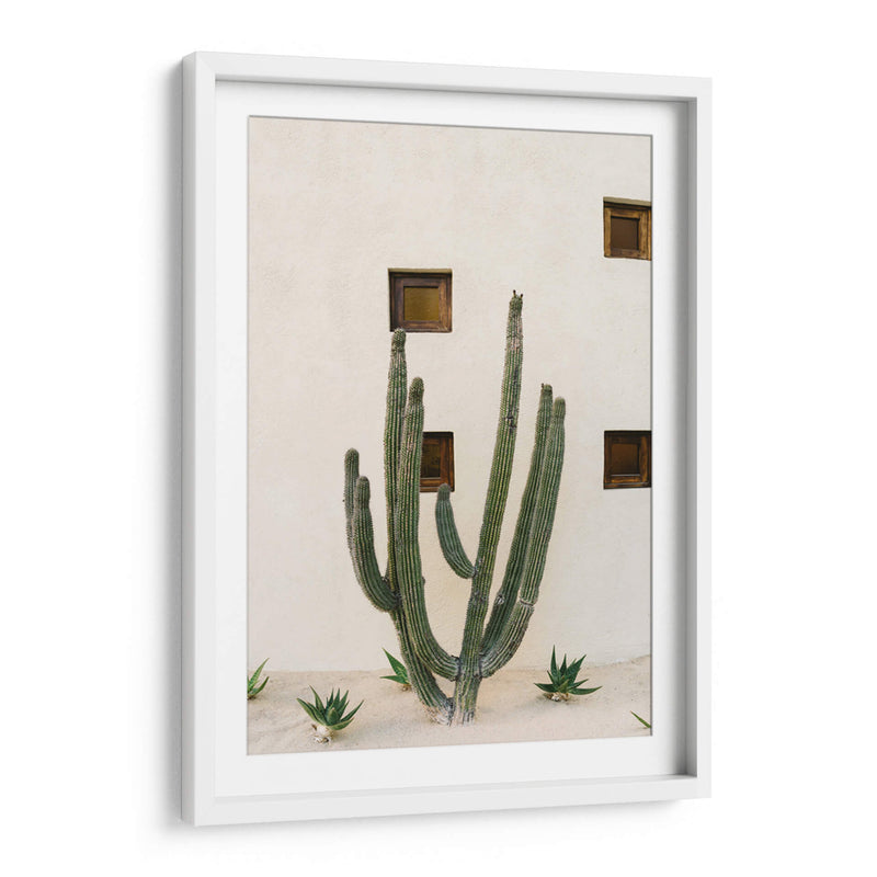 Cabo Cactus IX - Bethany Young | Cuadro decorativo de Canvas Lab