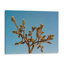 Joshua Tree Luna III - Bethany Young | Cuadro decorativo de Canvas Lab