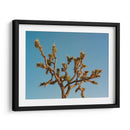 Joshua Tree Luna III - Bethany Young | Cuadro decorativo de Canvas Lab