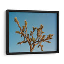 Joshua Tree Luna III - Bethany Young | Cuadro decorativo de Canvas Lab