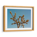 Joshua Tree Luna III - Bethany Young | Cuadro decorativo de Canvas Lab