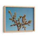 Joshua Tree Luna III - Bethany Young | Cuadro decorativo de Canvas Lab