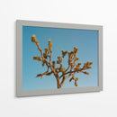 Joshua Tree Luna III - Bethany Young | Cuadro decorativo de Canvas Lab