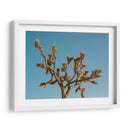 Joshua Tree Luna III - Bethany Young | Cuadro decorativo de Canvas Lab
