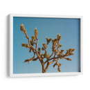 Joshua Tree Luna III - Bethany Young | Cuadro decorativo de Canvas Lab