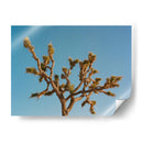 Joshua Tree Luna III - Bethany Young | Cuadro decorativo de Canvas Lab