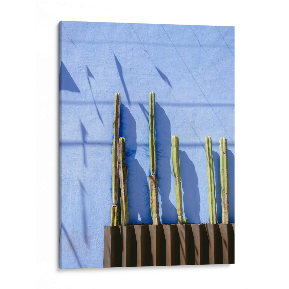 Cactus Altos | Fotografía de viaje de Oaxaca México - Raisa Zwart | Cuadro decorativo de Canvas Lab