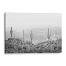 Cactus Occidental - Kathrin Pienaar | Cuadro decorativo de Canvas Lab