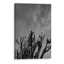 Cielo Monocromático con Cactus - Bethany Young | Cuadro decorativo de Canvas Lab