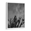Cielo Monocromático con Cactus - Bethany Young | Cuadro decorativo de Canvas Lab