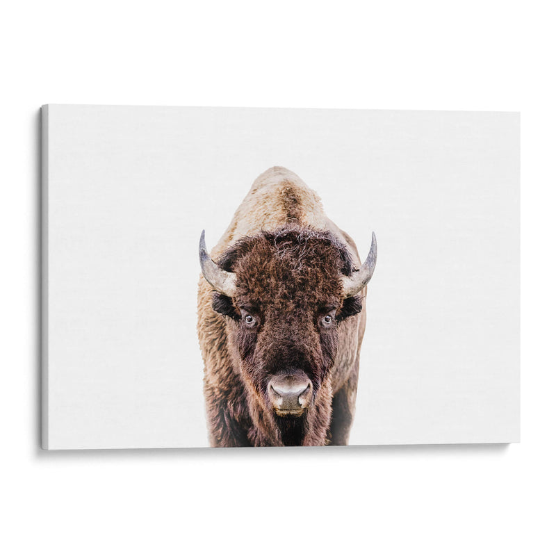 Bisonte - Kathrin Pienaar | Cuadro decorativo de Canvas Lab