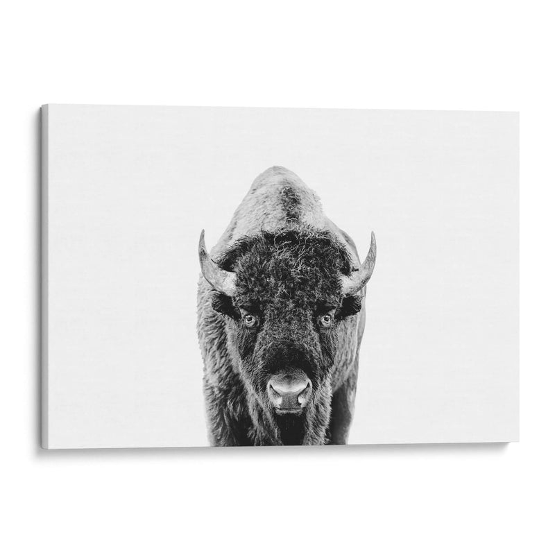 Bisonte Bn - Kathrin Pienaar | Cuadro decorativo de Canvas Lab