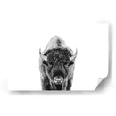 Bisonte Bn - Kathrin Pienaar | Cuadro decorativo de Canvas Lab