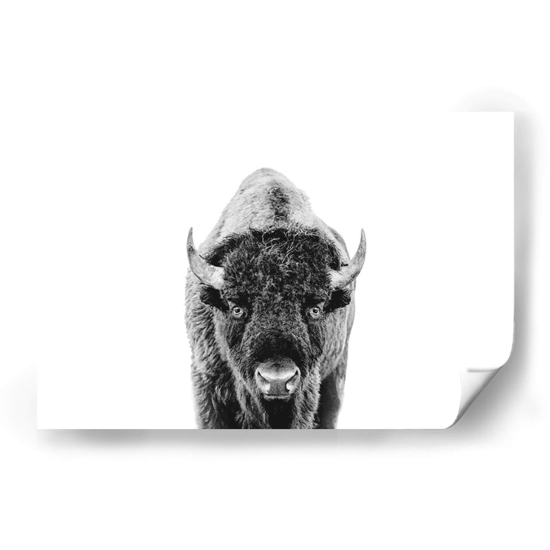 Bisonte Bn - Kathrin Pienaar | Cuadro decorativo de Canvas Lab