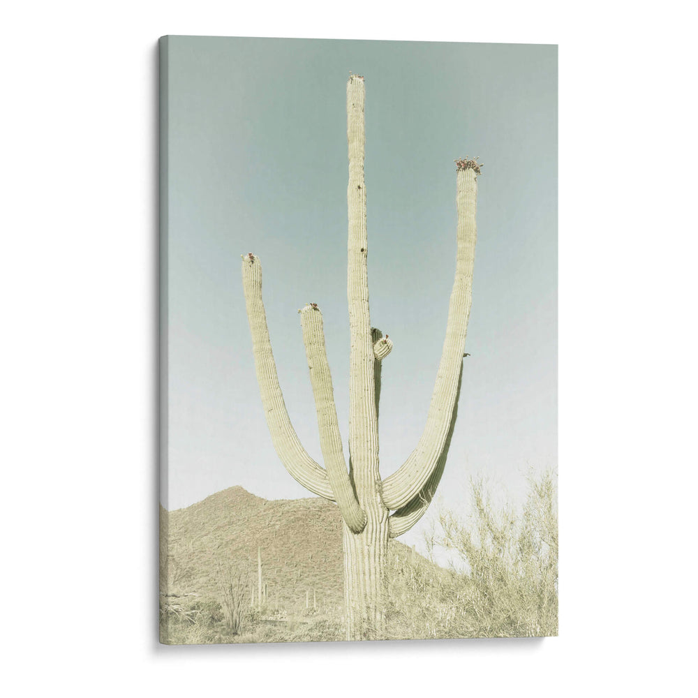 PARQUE NACIONAL SAGUARO Saguaro Gigante Clásico - Melanie Viola | Cuadro decorativo de Canvas Lab