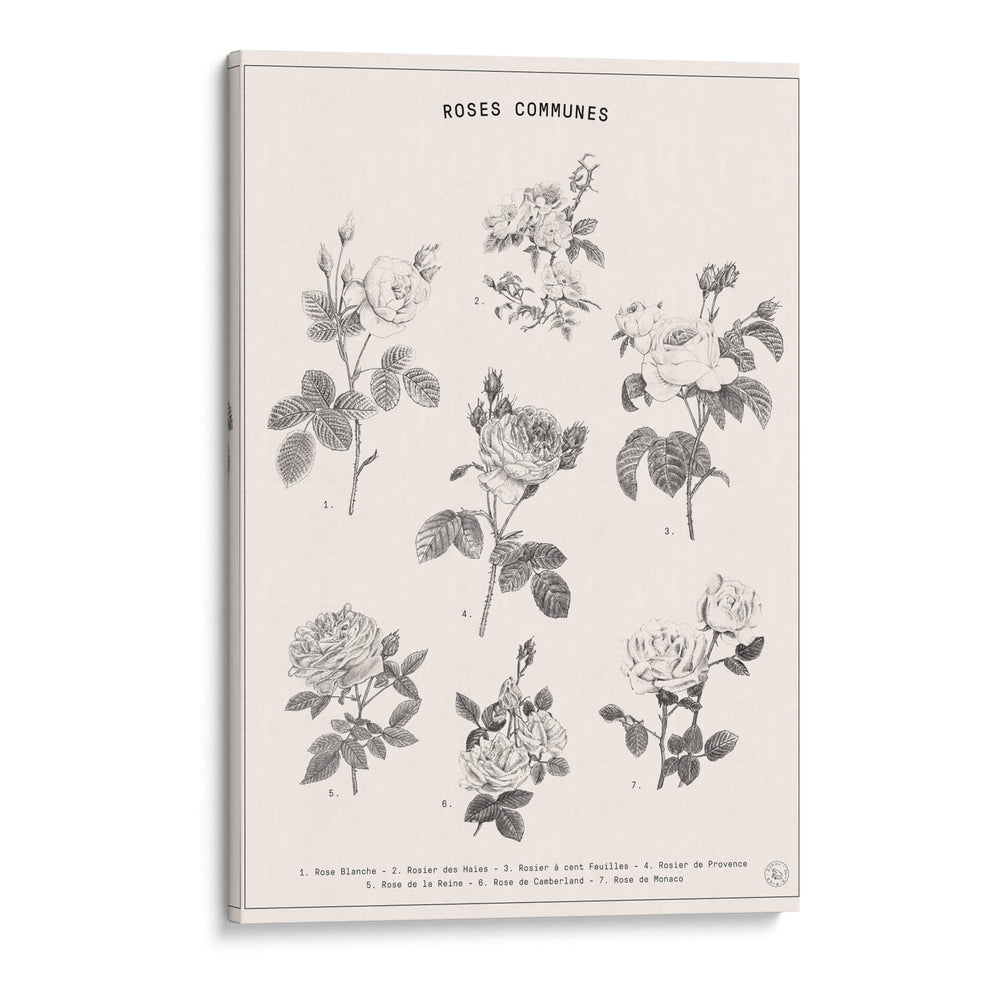 Roses Communes - Florent Bodart | Cuadro decorativo de Canvas Lab