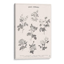 Roses Communes - Florent Bodart | Cuadro decorativo de Canvas Lab