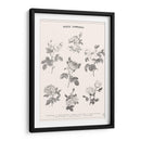 Roses Communes - Florent Bodart | Cuadro decorativo de Canvas Lab