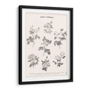 Roses Communes - Florent Bodart | Cuadro decorativo de Canvas Lab