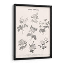 Roses Communes - Florent Bodart | Cuadro decorativo de Canvas Lab