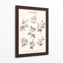 Roses Communes - Florent Bodart | Cuadro decorativo de Canvas Lab