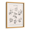 Roses Communes - Florent Bodart | Cuadro decorativo de Canvas Lab