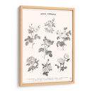 Roses Communes - Florent Bodart | Cuadro decorativo de Canvas Lab