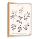 Roses Communes - Florent Bodart | Cuadro decorativo de Canvas Lab