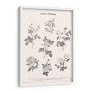 Roses Communes - Florent Bodart | Cuadro decorativo de Canvas Lab