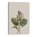 Camarógrafo botánico vintage - Frida Floral Studio | Cuadro decorativo de Canvas Lab