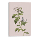 Ciclismo botánico - Frida Floral Studio | Cuadro decorativo de Canvas Lab