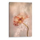 Amapola Radiante - Hilda van der | Cuadro decorativo de Canvas Lab