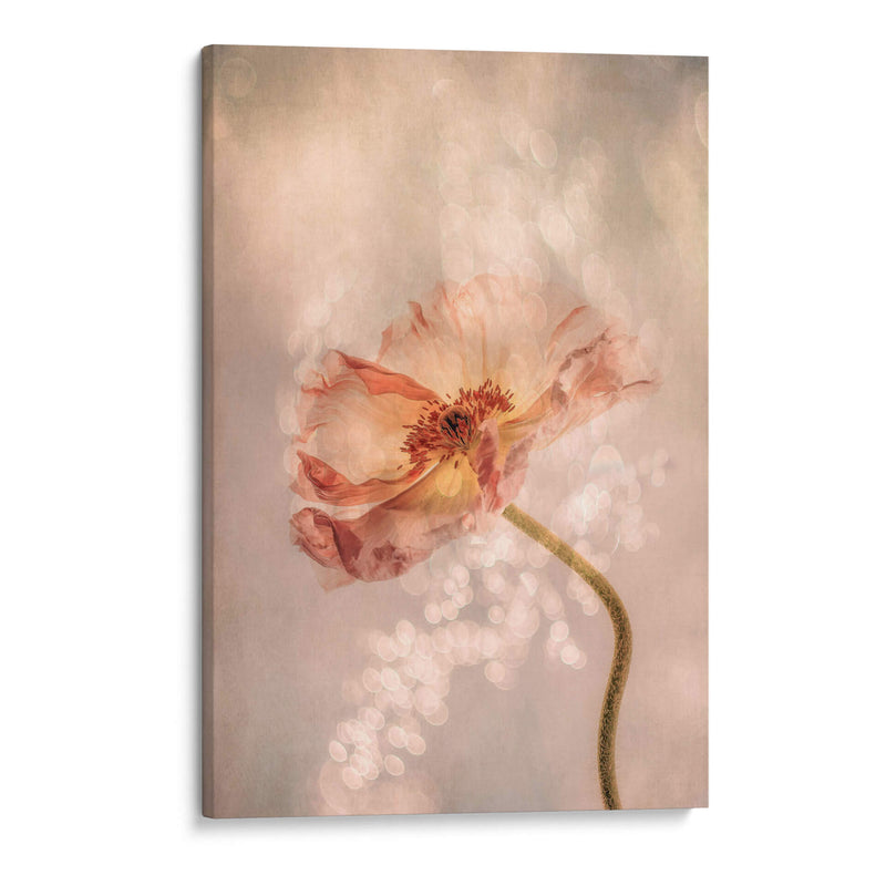 Amapola Radiante - Hilda van der | Cuadro decorativo de Canvas Lab